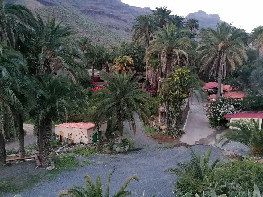 Gran Canaria: Camel Ride at Camel Safari Park - Timing, Pace, and What to Expect When You Arrive
