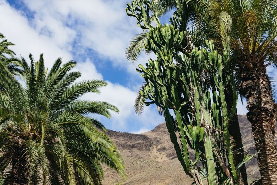 Gran Canaria: Camel Ride Safari w/ Optional Food & Transport - Optional Tapas in a Farm-Museum Setting (Worth It for Foodies)