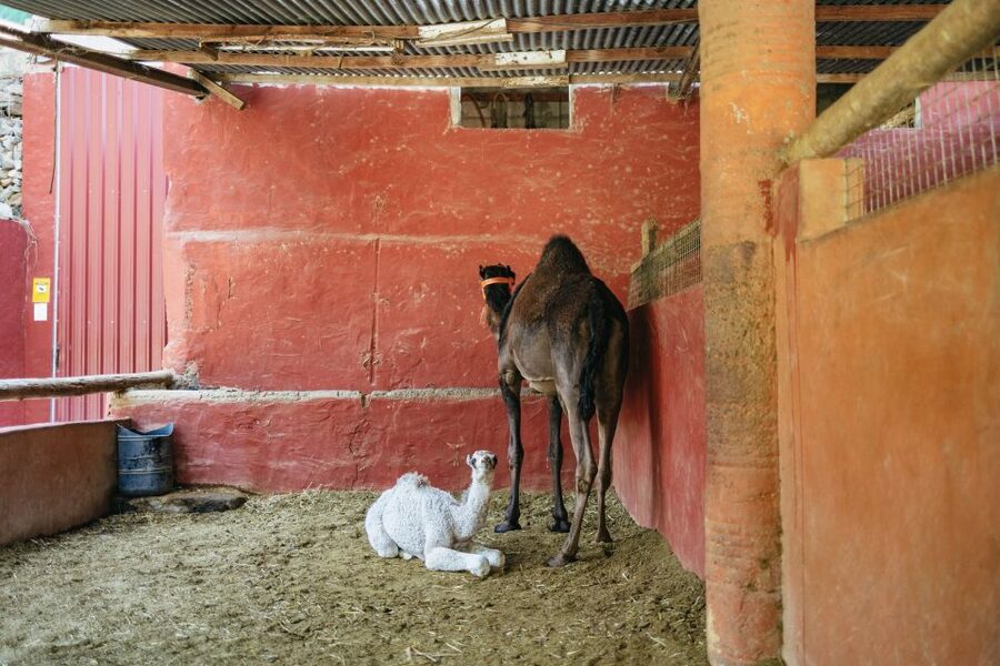 Gran Canaria: Camel Ride Safari w/ Optional Food & Transport - Who This Safari Is Best For (And Who Should Skip It)
