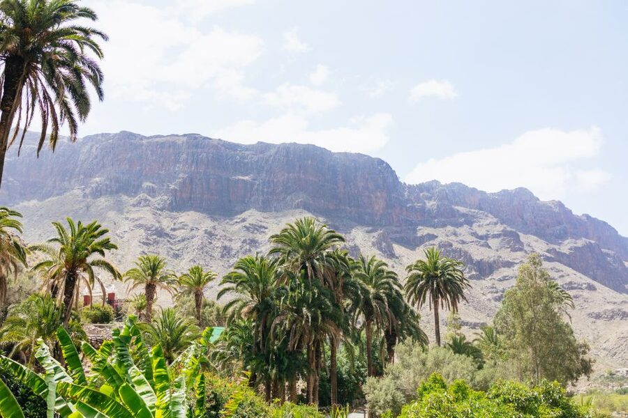 Gran Canaria: Camel Ride Safari w/ Optional Food & Transport - What Your Half-Day Includes (Camel, Gardens, Animals)