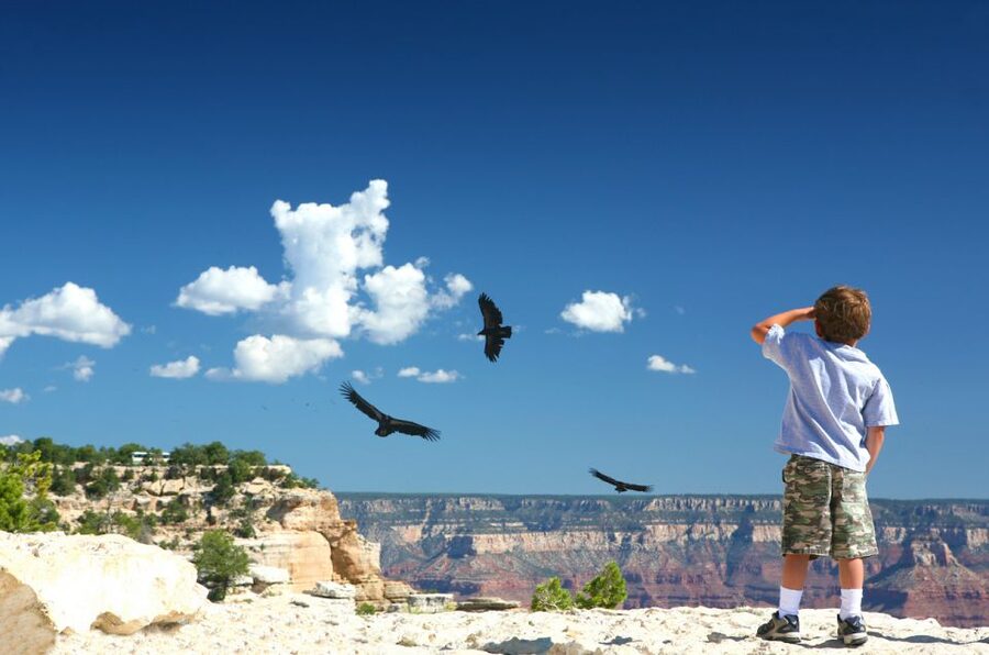 Grand Canyon: Morning Off-Road Safari with Skip the Gate - Skip-the-gate access: why this tour feels faster than it sounds