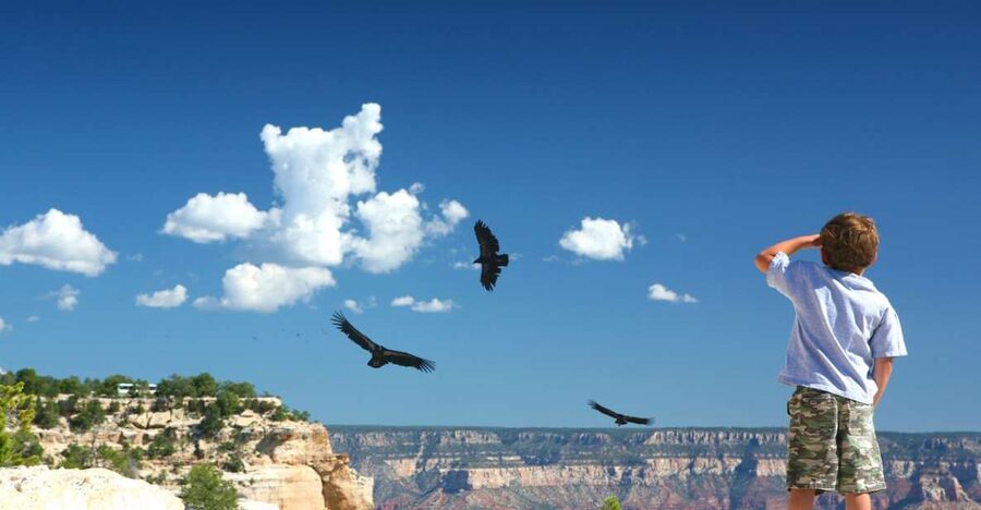Grand Canyon: Morning Off-Road Safari with Skip the Gate - Yavapai Point rim walk: a guided 90 minutes that’s actually about the canyon