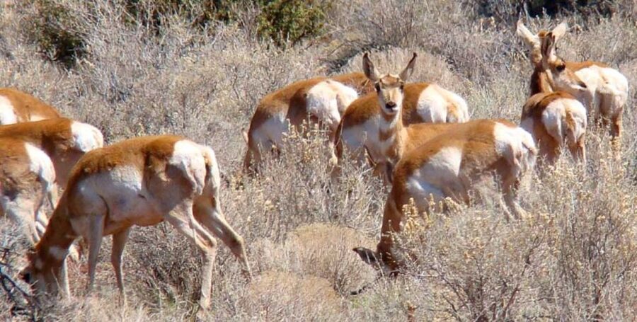 Grand Canyon: Morning Off-Road Safari with Skip the Gate - Kaibab National Forest 4x4 ride: off-road views plus wildlife chances