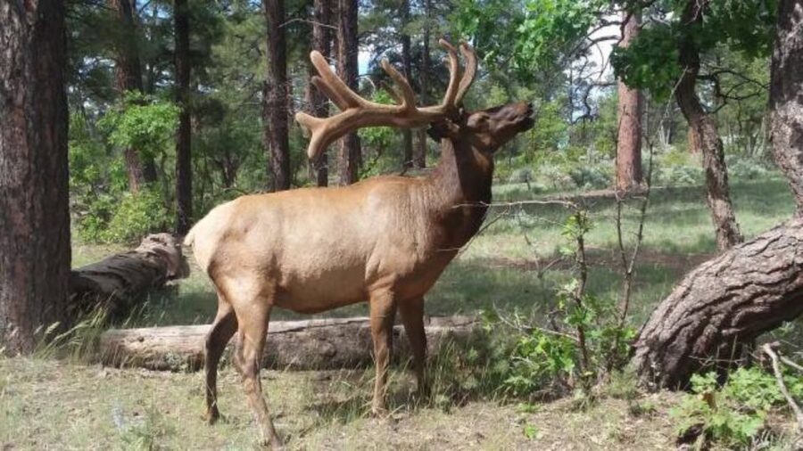 Grand Canyon: Off-Road Sunset Safari with Skip-the-Gate Tour - Wildlife Scanning in Kaibab Forest: What You Can Expect to Look For