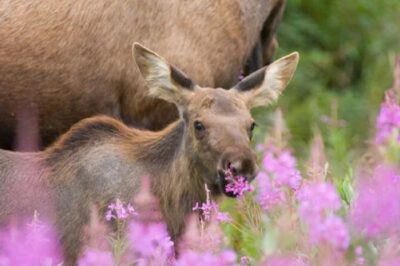 Grand Teton Wildlife Safari in a Enclosed or Open-Air Vehicle (season dependent) - Your guide’s job: finding wildlife and reading the park