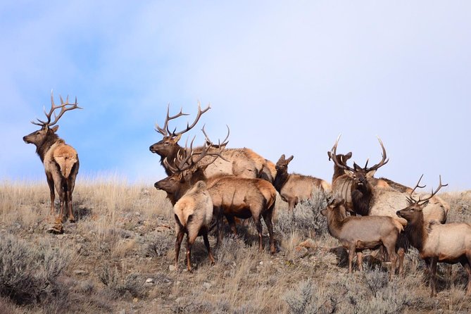 Grand Teton Wildlife Safari in a Enclosed or Open-Air Vehicle (season dependent) - What you actually get included (and what you’ll pay extra for)