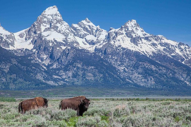 Grand Teton Wildlife Safari Tour - Quick hits for Grand Teton wildlife seekers