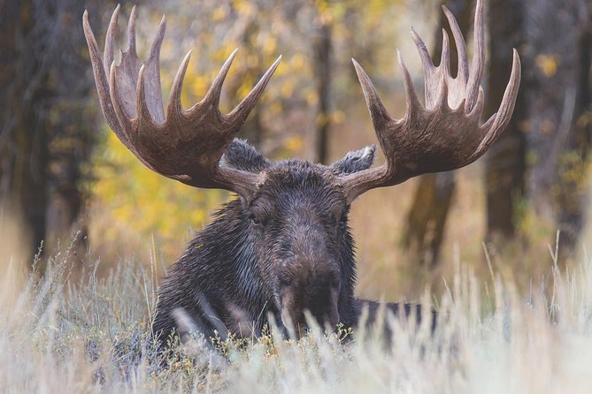 Grand Teton Wildlife Safari Tour - A Grand Teton day built around sightings, not just sightseeing