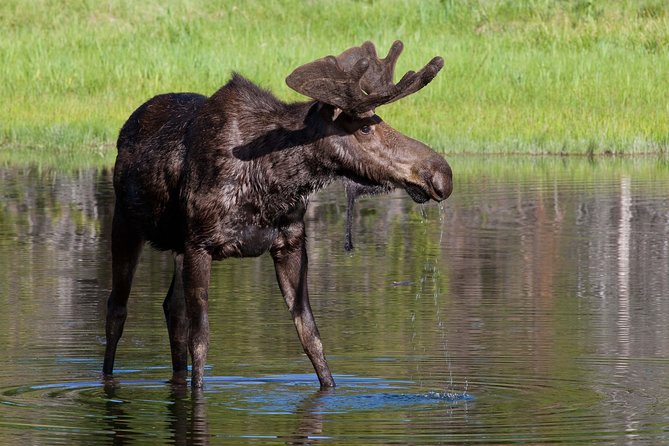 Grand Teton Wildlife Safari Tour - Signal Mountain Summit Road and Oxbow Bend: photo-friendly viewpoints with wildlife potential