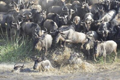 Great Migration Safari In Tanzania - Your week’s flow: Kilimanjaro to Karatu, then parks in sequence