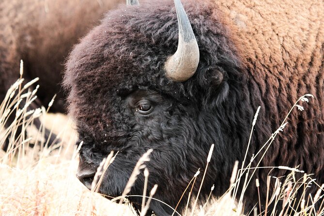Great Salt Lake Safari - Discover Antelope Island - Quick hits before you go
