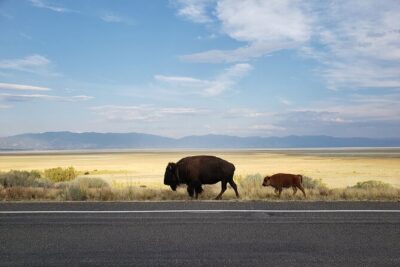 Great Salt Lake Safari - Discover Antelope Island - Antelope Island State Park: bison, antelope, owls, and photo breaks
