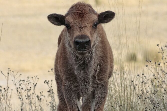 Great Salt Lake Safari - Discover Antelope Island - Photography and birding tips that fit a real half-day