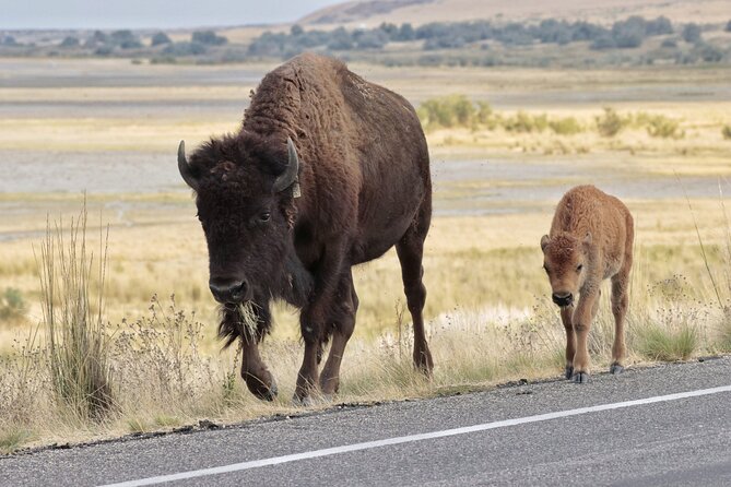 Great Salt Lake Safari - Discover Antelope Island - Price value: why $140 can make sense here