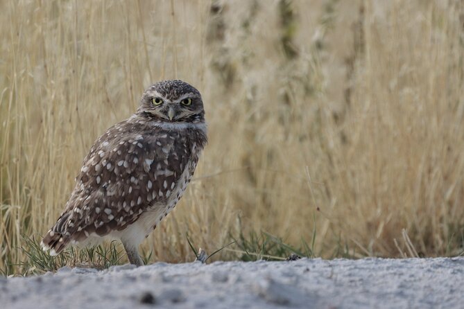 Great Salt Lake Safari - Discover Antelope Island - Who this tour fits best