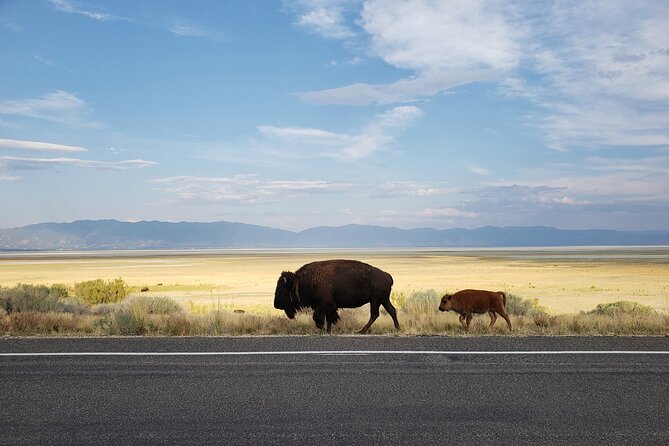 Great Salt Lake Safari - Discover Antelope Island - Antelope Island State Park: bison, antelope, owls, and photo breaks