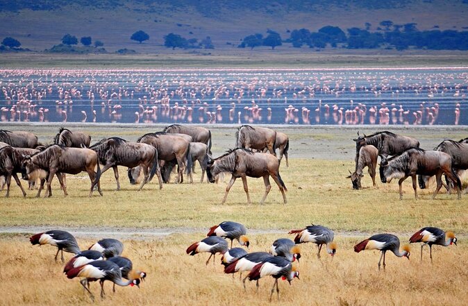 Group Safari 7 Days in Tanzania's Main Parks - Quick hits on this 7-day northern parks safari