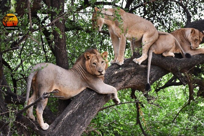 Group Safari 7 Days in Tanzania's Main Parks - Tanzania safari logistics: Arusha pickup and a small 6-person group