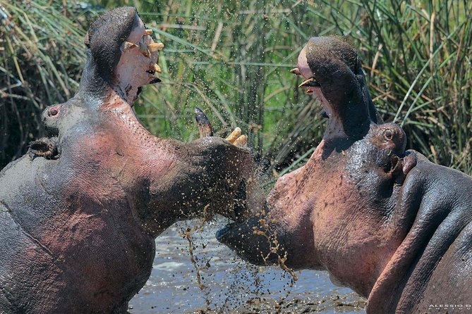 Group Safari 7 Days in Tanzania's Main Parks - Jeep comfort: fridge, power sockets, snacks, and binoculars