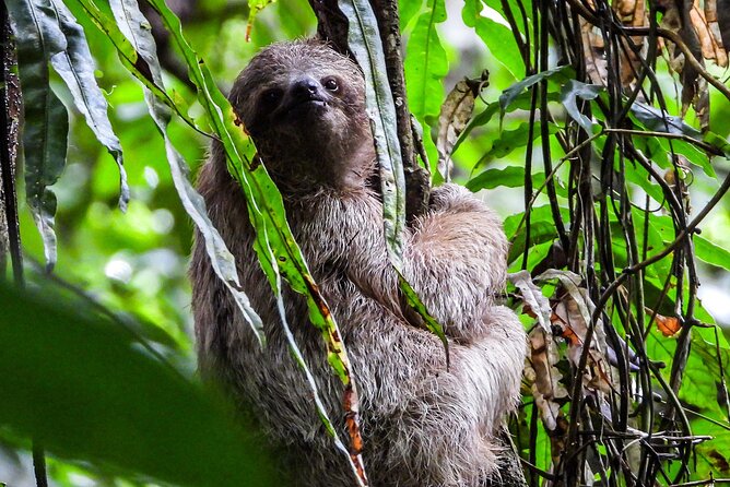 Guanacaste Rainforest Safari with Meal - A rainforest safari that actually feels like a slow look