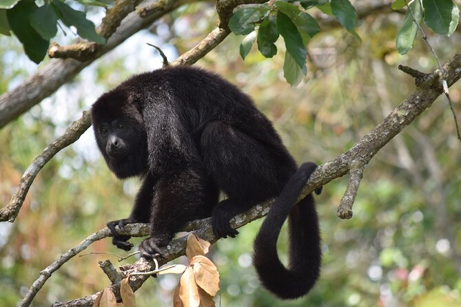 Guanacaste Rainforest Safari with Meal - Slower is smarter: why this pace works in a rainforest