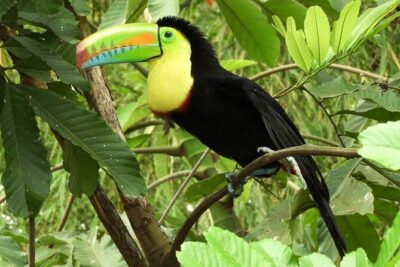 Guanacaste Rainforest Safari with Meal - The tropical forest walk: what you might spot, and how to watch