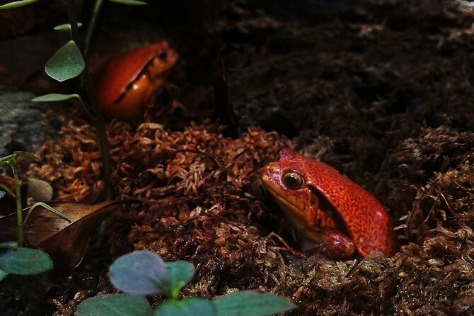 Guanacaste Rainforest Safari with Meal - The traditional Costa Rican meal: finishing strong