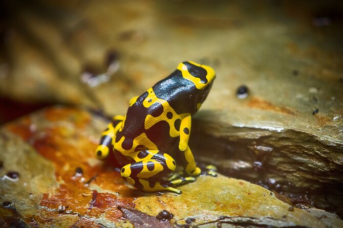 Guanacaste Rainforest Safari with Meal - Price and value: what $190 buys you in 6 hours
