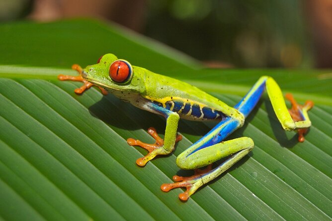 Guanacaste Rainforest Safari with Meal - Who should book this safari (and who might skip it)