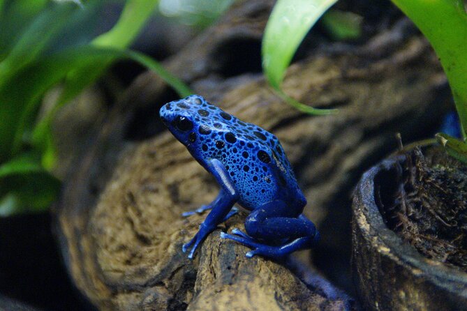 Guanacaste Rainforest Safari with Meal - Practical planning tips for your day
