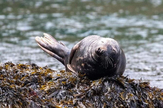 Guided Wildlife and Sea Cave Kayak Safari in English Riviera - Key highlights you’ll feel right away