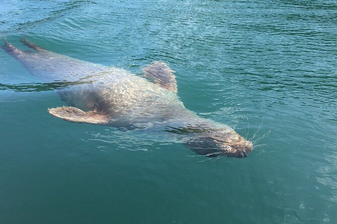 Guided Wildlife and Sea Cave Kayak Safari in English Riviera - Sea Caves and UNESCO Geology: Why This English Riviera Safari Feels Different