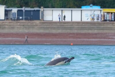 Guided Wildlife and Sea Cave Kayak Safari in English Riviera - Price and What $76.39 Actually Buys You