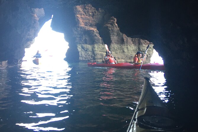 Guided Wildlife and Sea Cave Kayak Safari in English Riviera - Bushcraft-Style Beach Break: Fossils, Wild Herb Tasting, and Toasting Marshmallows