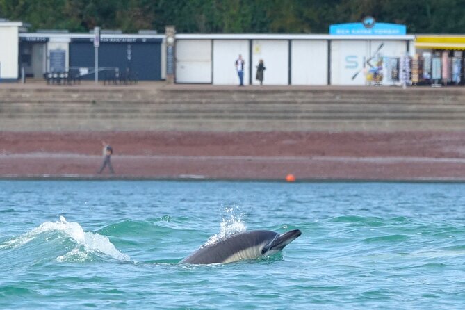 Guided Wildlife and Sea Cave Kayak Safari in English Riviera - Price and What $76.39 Actually Buys You