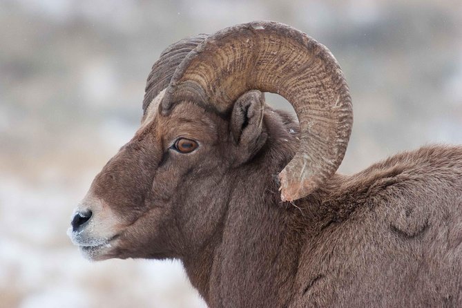 Half-Day Grand Teton Wildlife Private Safari Tour - Why a half-day safari feels better than a full-day scramble