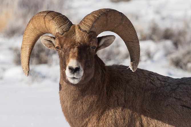 Half-Day Grand Teton Wildlife Private Safari Tour - Visitor-center time: Jackson Hole and Greater Yellowstone