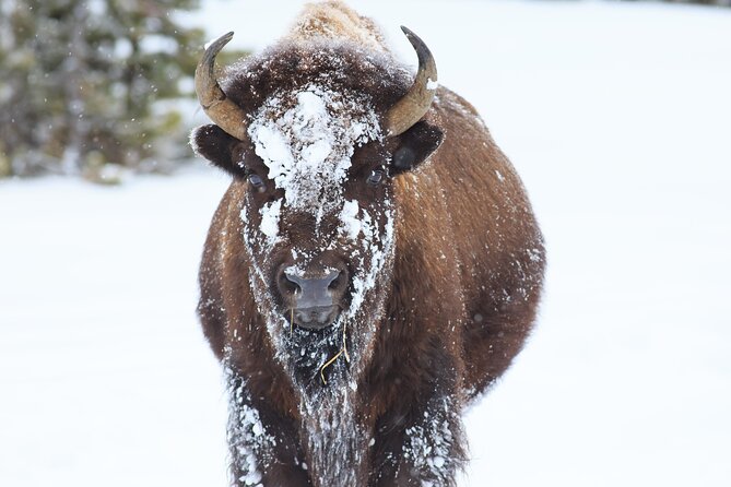 Half-Day Grand Teton Wildlife Private Safari Tour - Grand Teton National Park stop: the main viewing moment