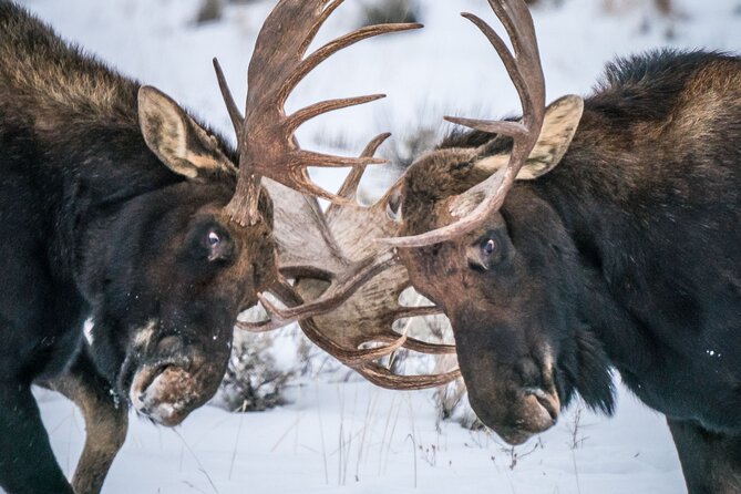 Half-Day Grand Teton Wildlife Private Safari Tour - Antelope Flats and Mormon Row: open country plus iconic views