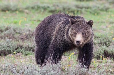 Half-Day Grand Teton Wildlife Safari Private Tour - What You Get for $375: Tools, Snacks, and a Naturalist on Your Schedule