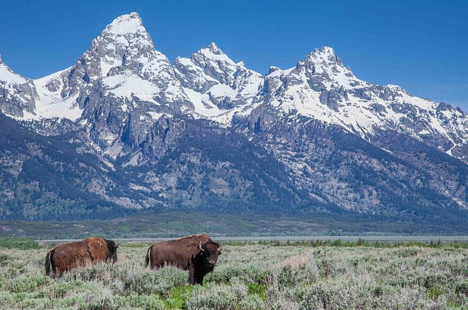 Half-Day Grand Teton Wildlife Safari Private Tour - Why the Private Format Feels Worth It (When You Care About Sighting Odds)