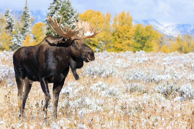 Half Day Grand Teton Wildlife Safari Tour - Stop-by-stop: what you’ll likely see and why each place matters