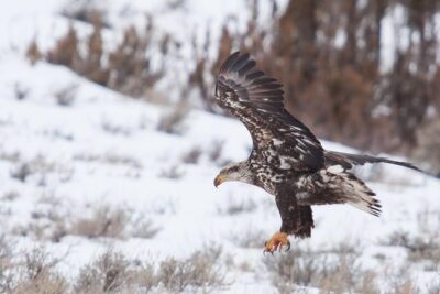 Half Day Grand Teton Wildlife Safari Tour - The 4-hour flow: what the day feels like
