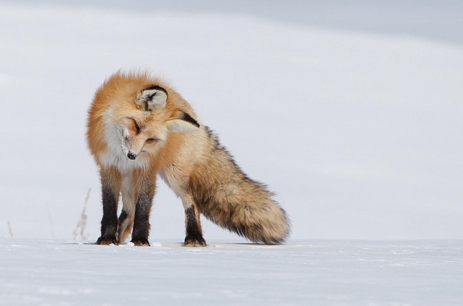 Half Day Grand Teton Wildlife Safari Tour - Guides make the difference: what you should listen for