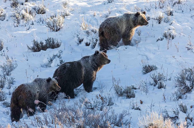 Half Day Grand Teton Wildlife Safari Tour - Snacks, drinks, and the real comfort side of winter