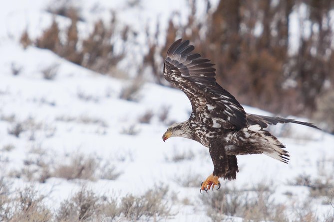 Half Day Grand Teton Wildlife Safari Tour - The 4-hour flow: what the day feels like