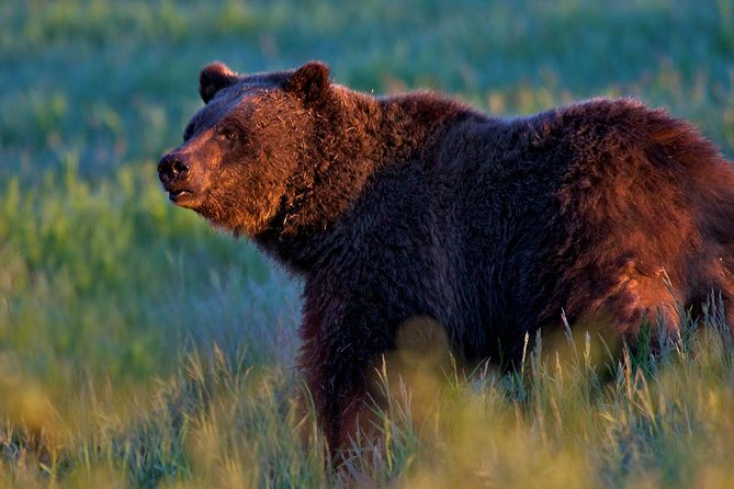 Half Day Group Sunrise Wildlife Safari - Wildlife viewing truth: why you might see a lot or a little
