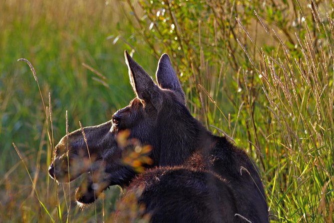 Half Day Group Sunrise Wildlife Safari - Price and value: what $168.95 buys you (and what it doesn’t)