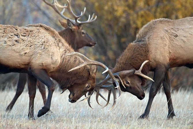 Half Day Group Sunrise Wildlife Safari - What this safari is really about: spotting the Greater Yellowstone neighbors