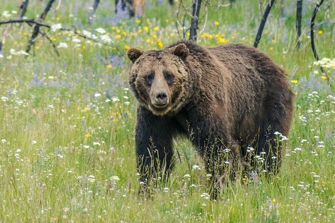 Half Day Group Sunset Wildlife Safari - Why a Jackson Hole sunset safari hits different